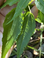 Corchorus cunninghamii