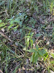 Corchorus cunninghamii