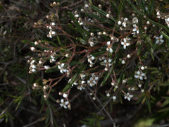 Zieria laxiflora