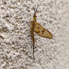 Ephemera glaucops
