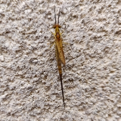 Ephemera glaucops
