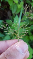 Cyperus distans