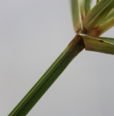 Cyperus distans