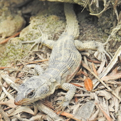 Pseudocordylus microlepidotus microlepidotus