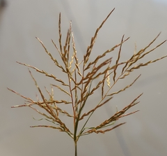 Cyperus distans
