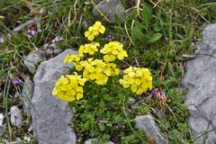 Erysimum duriaei