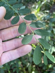 Phyllanthus gunnii