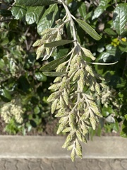 Brachylaena discolor