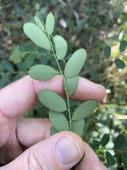 Phyllanthus gunnii
