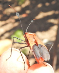 Galaesus hasticornis