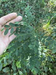 Phyllanthus gunnii