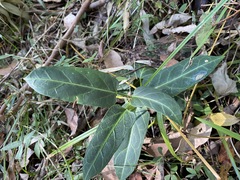Leichhardtia lloydii