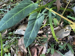 Leichhardtia lloydii