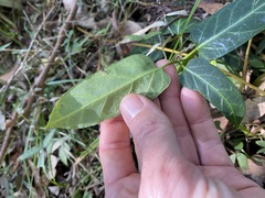 Leichhardtia lloydii