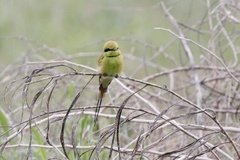 Merops viridissimus