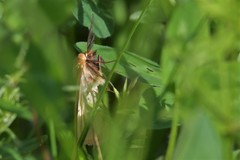 Diacrisia sannio
