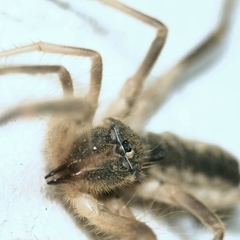 Galeodes araneoides