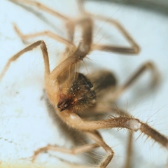 Galeodes araneoides