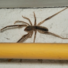 Galeodes araneoides
