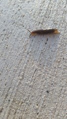 Stylommatophora