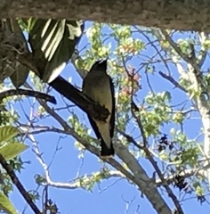 Bombycilla cedrorum image