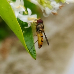 Episyrphus balteatus