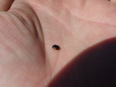 Ceratomegilla alpina