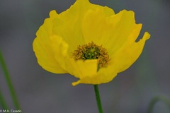 Papaver nudicaule