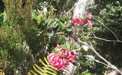 Rhododendron rugosum