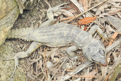 Pseudocordylus microlepidotus microlepidotus
