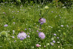Andrena hattorfiana