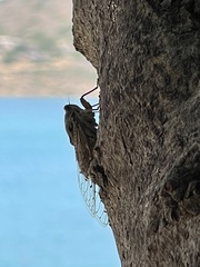 Cicada cretensis