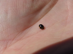 Ceratomegilla alpina