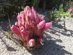 Hyobanche thinophila
