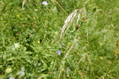 Sphaerophoria scripta