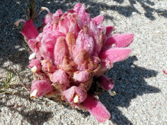 Hyobanche thinophila
