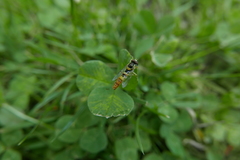 Sphaerophoria scripta