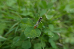 Sphaerophoria scripta