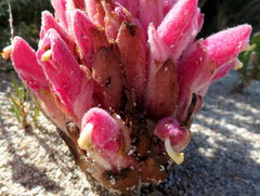 Hyobanche thinophila