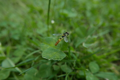 Sphaerophoria scripta