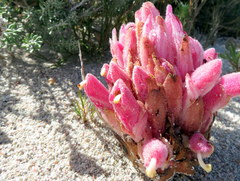 Hyobanche thinophila