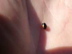 Ceratomegilla alpina