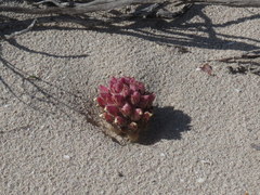 Hyobanche thinophila