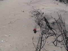 Hyobanche thinophila