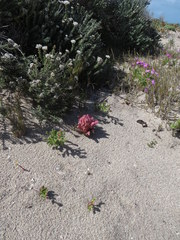 Hyobanche thinophila