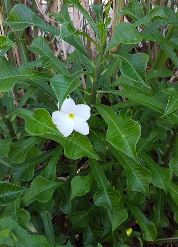 Plumeria pudica image