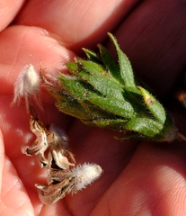 Aspalathus aspalathoides