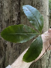 Pseudoweinmannia lachnocarpa