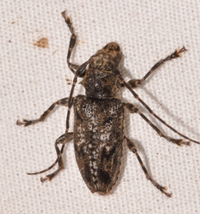 Aegomorphus modestus