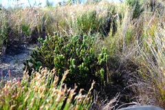 Aspalathus aspalathoides